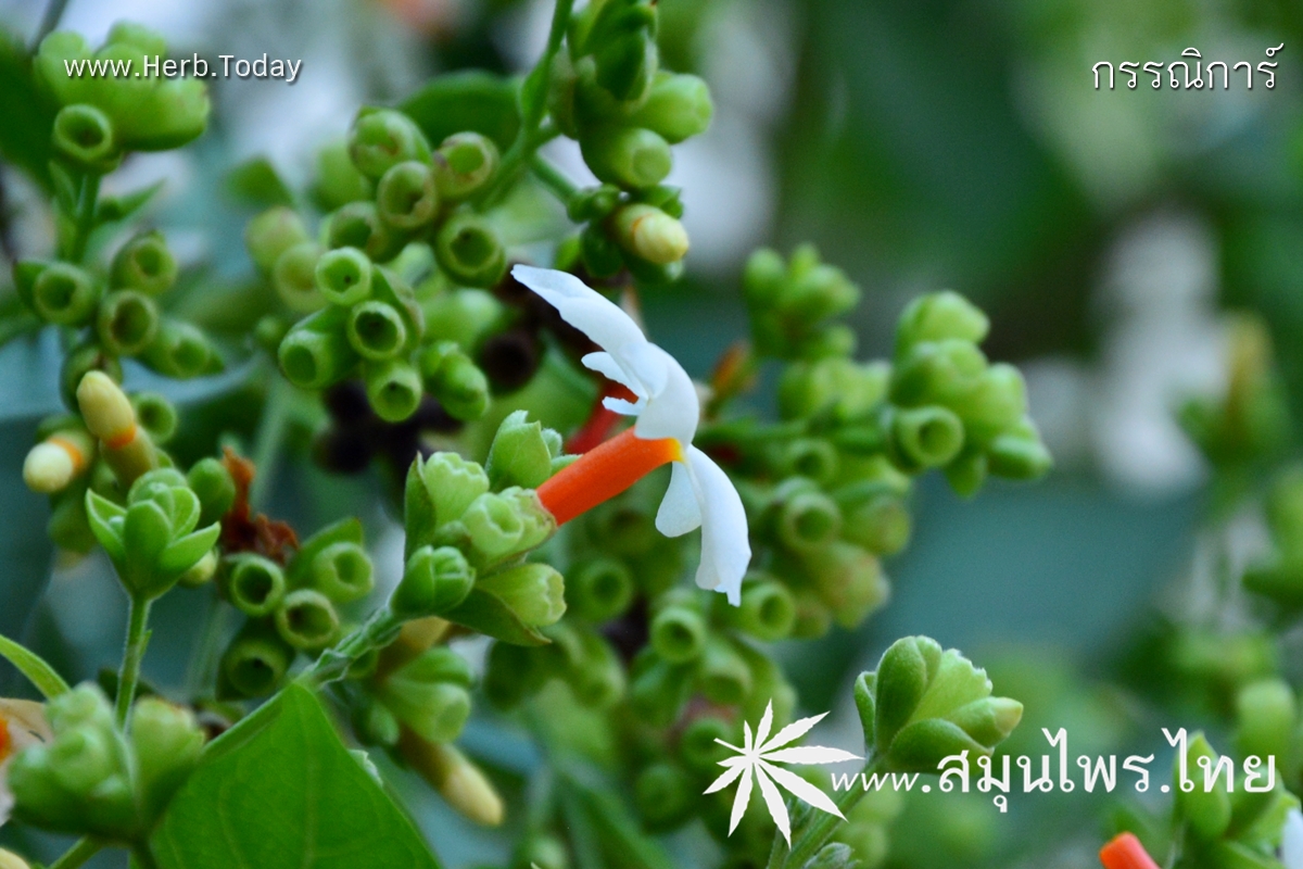 กรรณิการ์ ชื่อวิทยาศาสตร์ Nyctanthes arbor-tristis Linn.