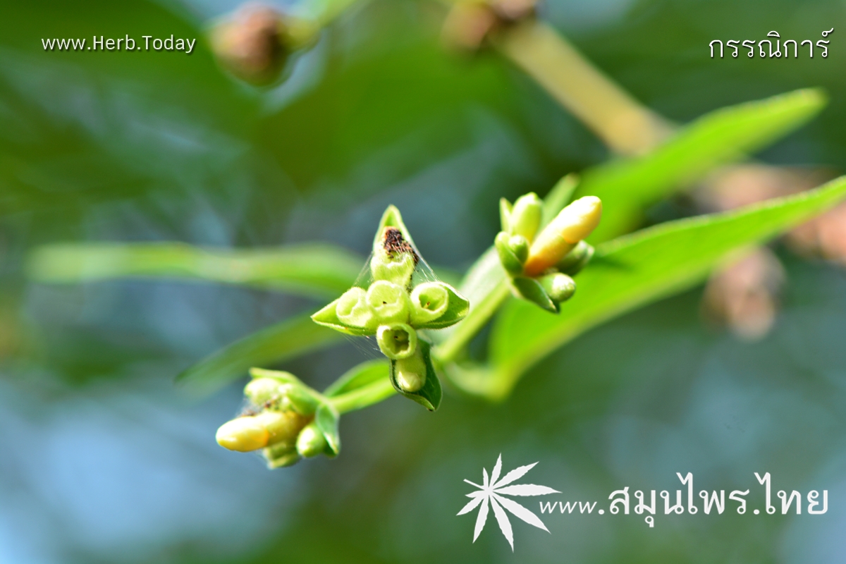 กรรณิการ์ ชื่อวิทยาศาสตร์ Nyctanthes arbor-tristis Linn.