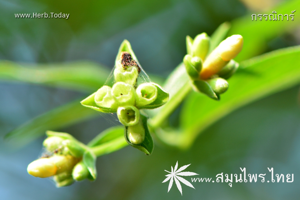 กรรณิการ์ ชื่อวิทยาศาสตร์ Nyctanthes arbor-tristis Linn.