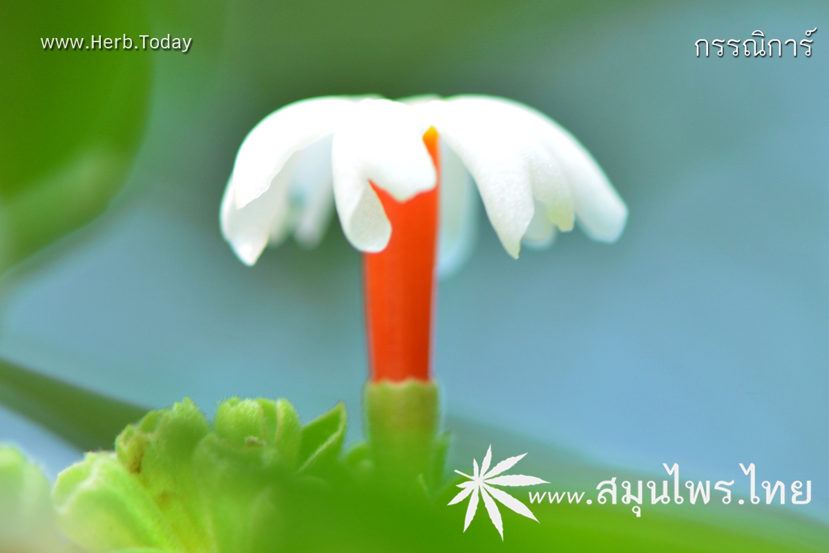 กรรณิการ์ ชื่อวิทยาศาสตร์ Nyctanthes arbor-tristis Linn.