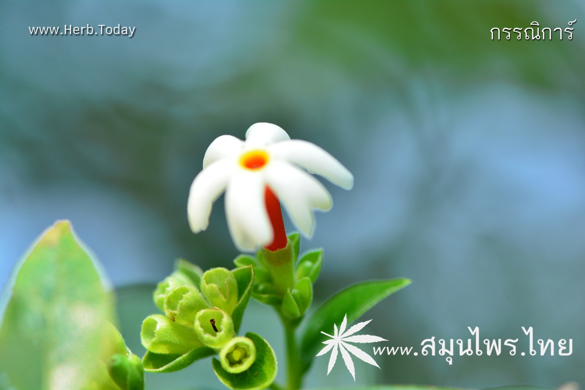 กรรณิการ์ ชื่อวิทยาศาสตร์ Nyctanthes arbor-tristis Linn.