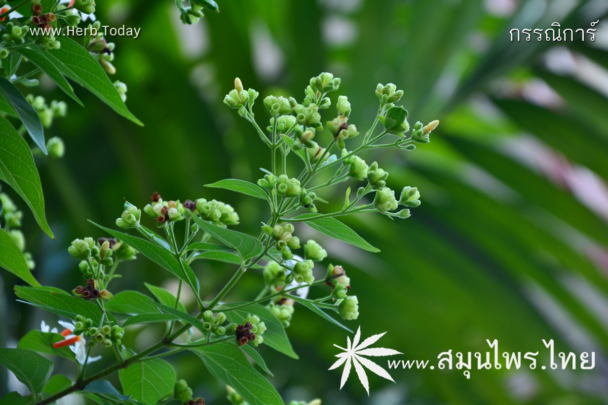 กรรณิการ์ ชื่อวิทยาศาสตร์ Nyctanthes arbor-tristis Linn.