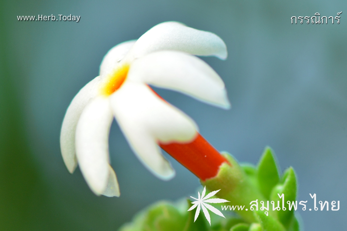 กรรณิการ์ ชื่อวิทยาศาสตร์ Nyctanthes arbor-tristis Linn.