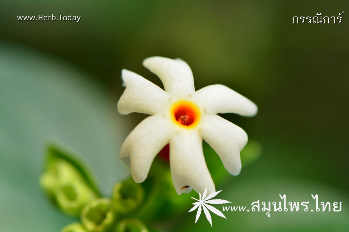 กรรณิการ์ ชื่อวิทยาศาสตร์ Nyctanthes arbor-tristis Linn.