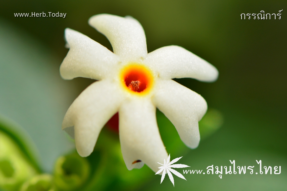 กรรณิการ์ ชื่อวิทยาศาสตร์ Nyctanthes arbor-tristis Linn.
