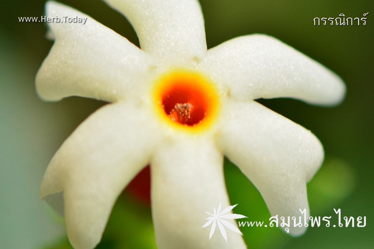 กรรณิการ์ ชื่อวิทยาศาสตร์ Nyctanthes arbor-tristis Linn.