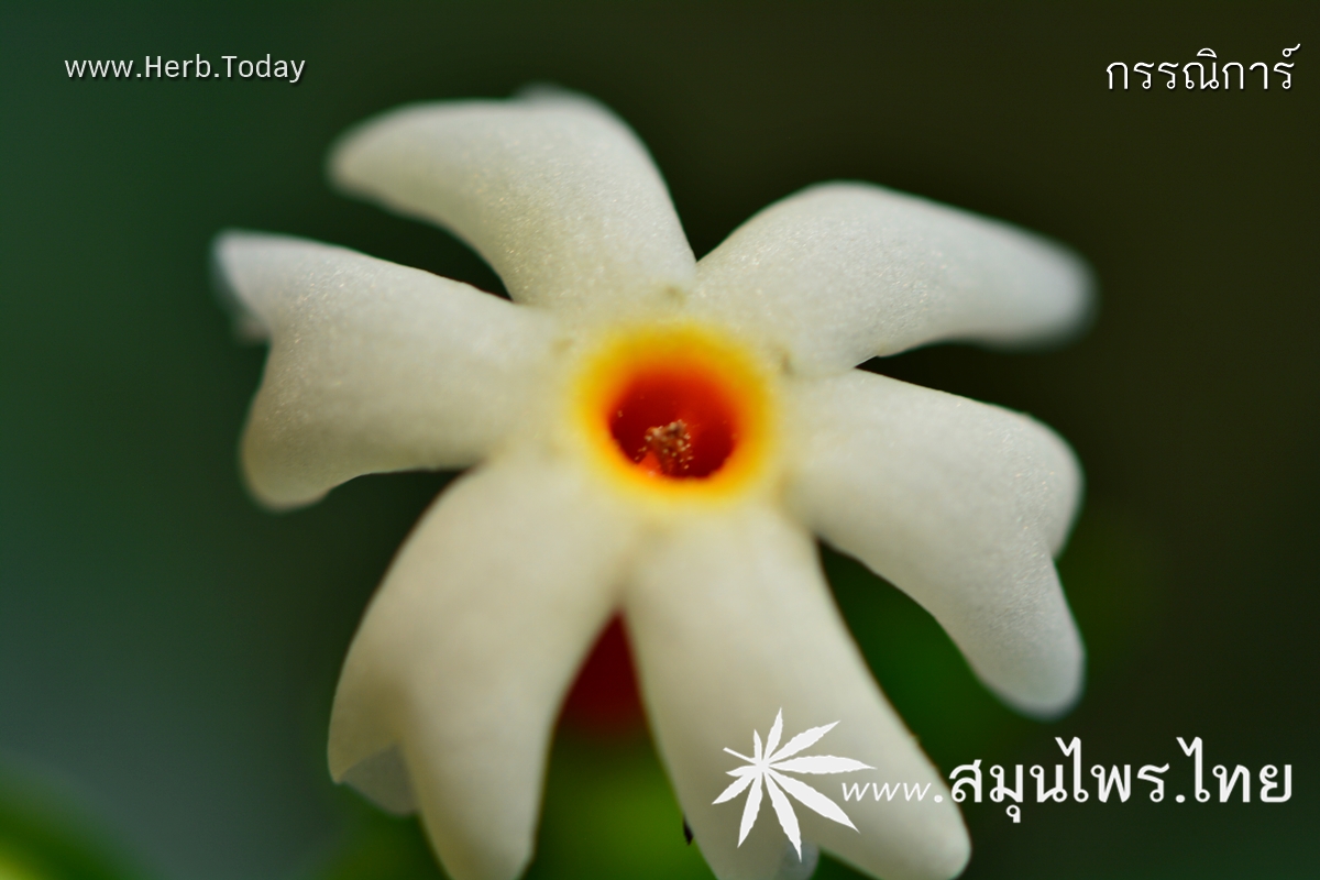 กรรณิการ์ ชื่อวิทยาศาสตร์ Nyctanthes arbor-tristis Linn.