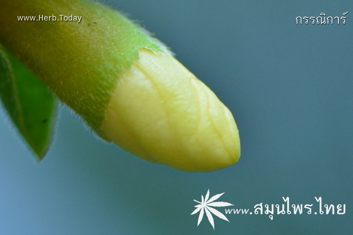 กรรณิการ์ ชื่อวิทยาศาสตร์ Nyctanthes arbor-tristis Linn.
