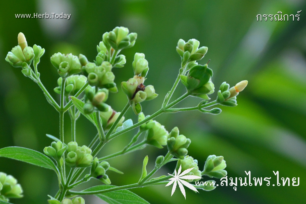 กรรณิการ์ ชื่อวิทยาศาสตร์ Nyctanthes arbor-tristis Linn.