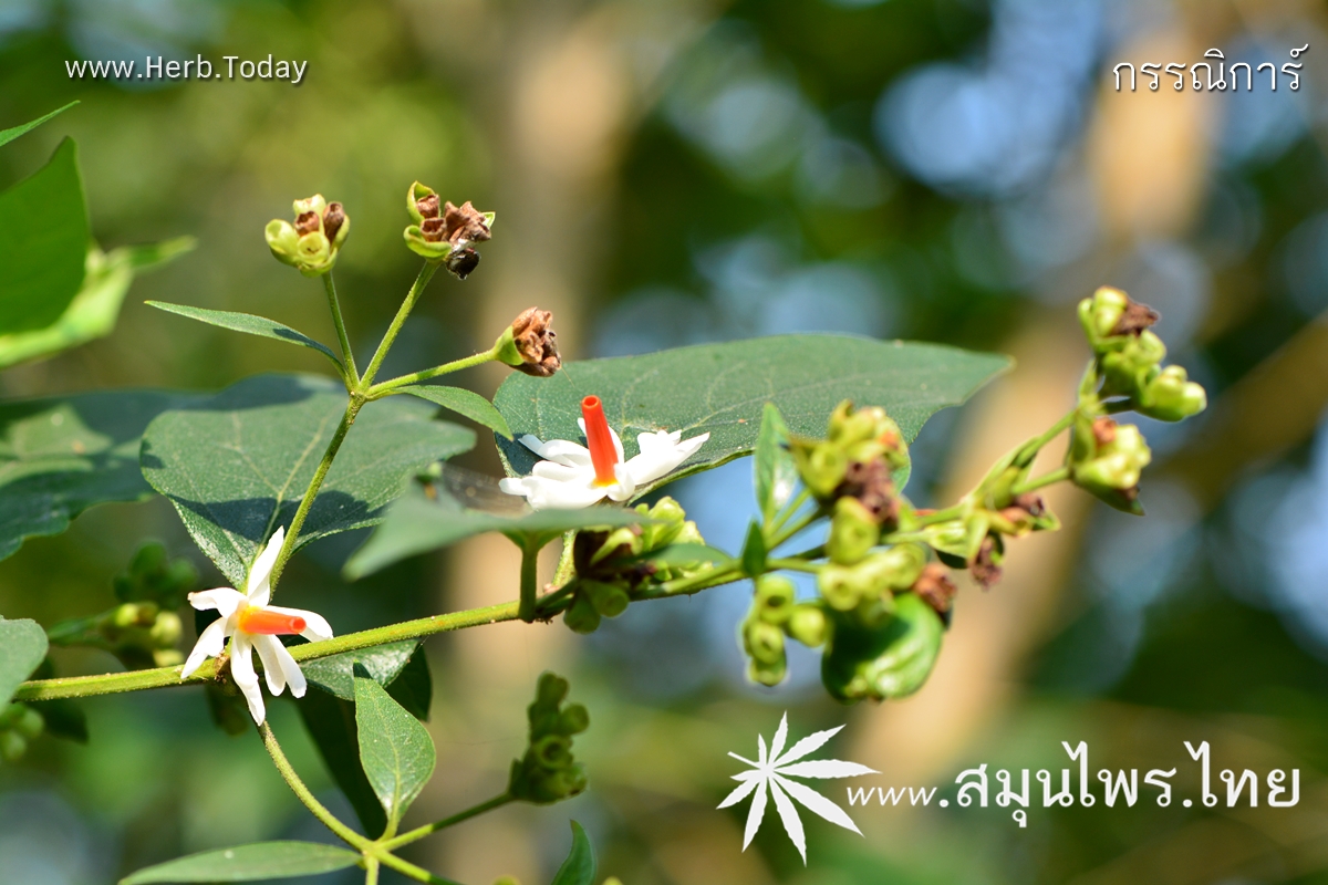 กรรณิการ์ ชื่อวิทยาศาสตร์ Nyctanthes arbor-tristis Linn.