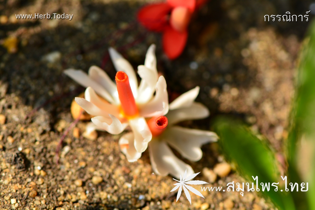 กรรณิการ์ ชื่อวิทยาศาสตร์ Nyctanthes arbor-tristis Linn.