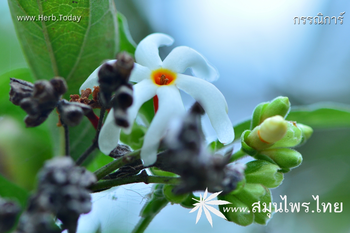 กรรณิการ์ ชื่อวิทยาศาสตร์ Nyctanthes arbor-tristis Linn.