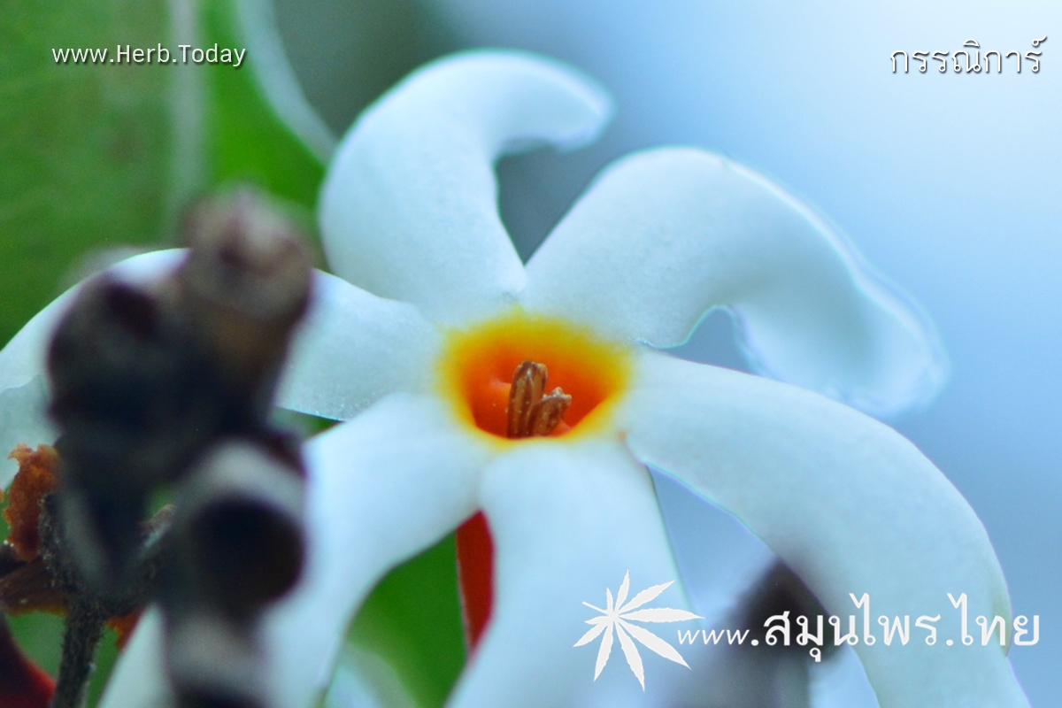 กรรณิการ์ ชื่อวิทยาศาสตร์ Nyctanthes arbor-tristis Linn.