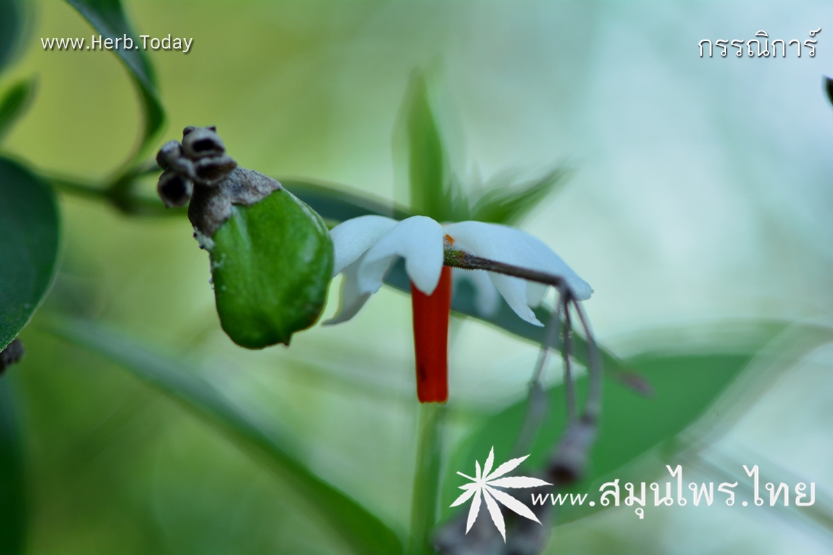 กรรณิการ์ ชื่อวิทยาศาสตร์ Nyctanthes arbor-tristis Linn.