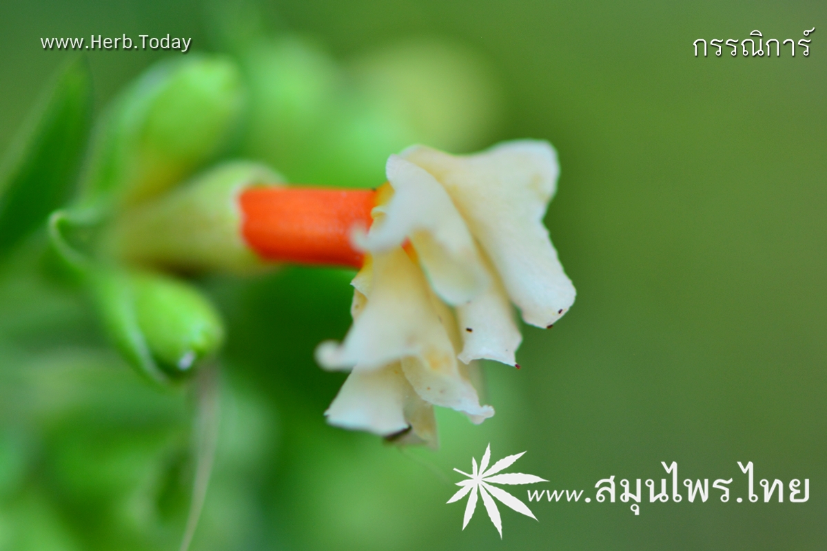 กรรณิการ์ ชื่อวิทยาศาสตร์ Nyctanthes arbor-tristis Linn.