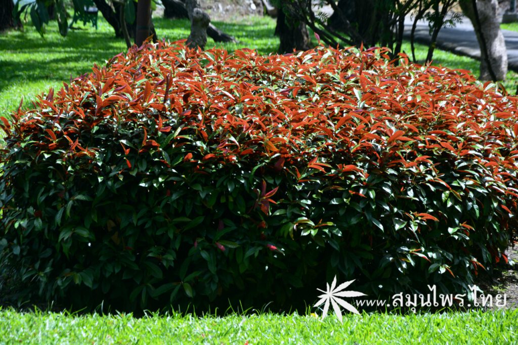 กระบือเจ็ดตัว ชื่อวิทยาศาสตร์ Excoecaria cochinchinensis Lour.