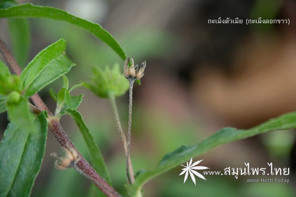 ต้นกะเม็งตัวเมีย (กะเม็งดอกขาว) ชื่อวิทยาศาสตร์ Eclipta prostrata (L.) L.
