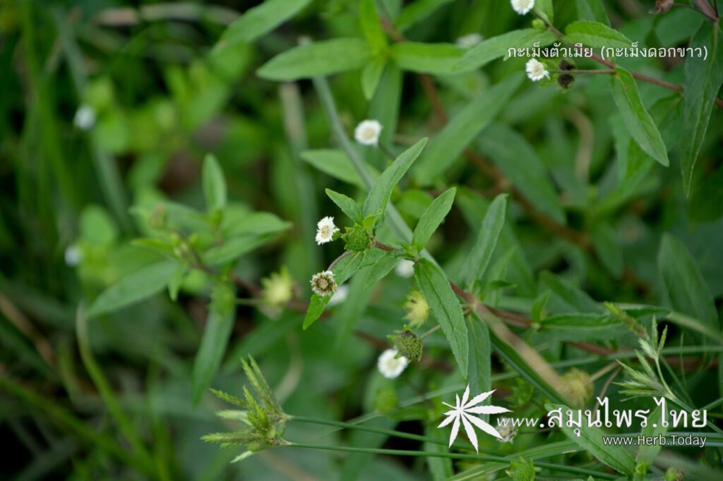 ต้นกะเม็งตัวเมีย (กะเม็งดอกขาว) ชื่อวิทยาศาสตร์ Eclipta prostrata (L.) L.