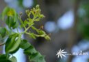 ต้นคงคาเดือด (หมากเล็กหมากน้อย) ชื่อวิทยาศาสตร์ Arfeuillea arborescens Pierre ex Radlk.