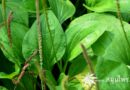 ต้นผักกาดน้ำ (หญ้าเอ็นยืด, หมอน้อย) ชื่อวิทยาศาสตร์ Plantago major L.