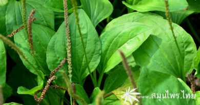 ต้นผักกาดน้ำ (หญ้าเอ็นยืด, หมอน้อย) ชื่อวิทยาศาสตร์ Plantago major L.