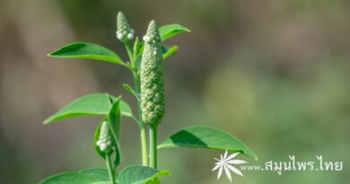 ต้นผักปอดตัวเมีย ชื่อวิทยาศาสตร์ Sphenoclea zeylanica Gaertn.