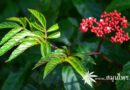 ต้นกระตังใบแดง (เขือง) ชื่อวิทยาศาสตร์ Leea rubra Blume ex Spreng.