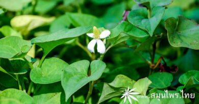 ต้นพลูคาว (ผักคาวตอง) ชื่อวิทยาศาสตร์ Houttuynia cordata Thunb.