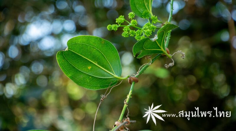 ต้นกำลังควายถึก (ก้ามกุ้ง) ชื่อวิทยาศาสตร์ Smilax perfoliata Lour.