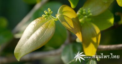 ต้นพญามือเหล็ก (กะพังอาด) ชื่อวิทยาศาสตร์ Strychnos lucida R. Br.