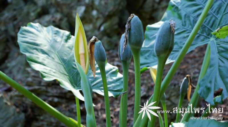 ต้นกระดาด (โหรา) ชื่อวิทยาศาสตร์ Alocasia macrorrhizos (L.) G. Don.