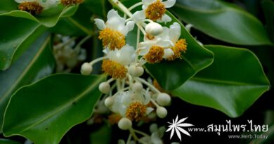 ต้นกระทิง ชื่อวิทยาศาสตร์ Calophyllum inophyllum L.