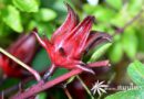 กระเจี๊ยบแดง ชื่อวิทยาศาสตร์ Hibiscus sabdariffa Linn.