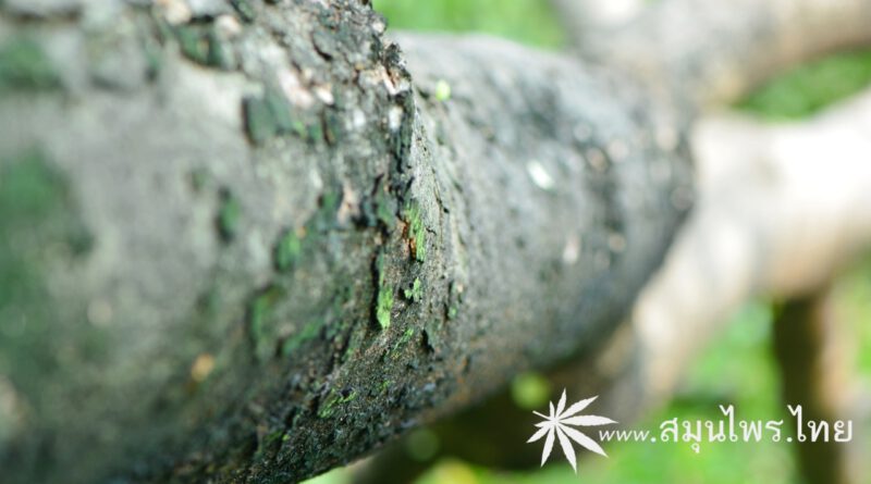 ต้นกระเชา ชื่อวิทยาศาสตร์ Holoptelea integrifolia (Roxb.) Planch.
