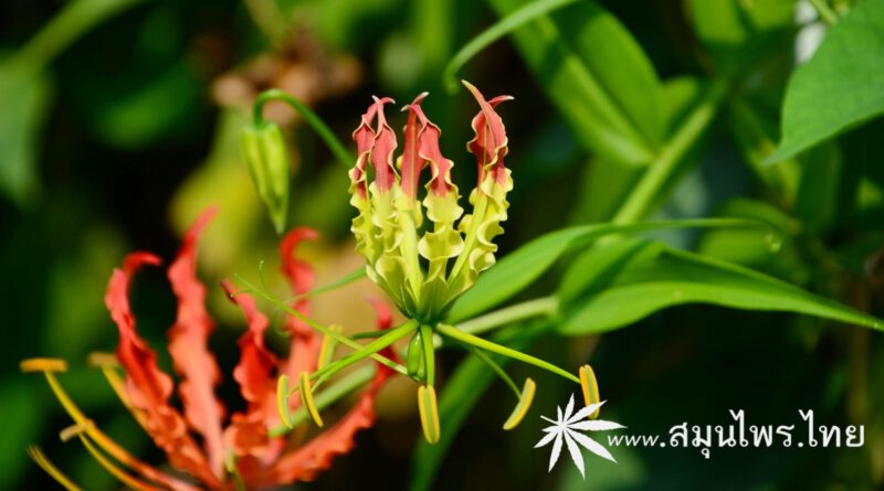 ต้นดองดึง ชื่อวิทยาศาสตร์ Gloriosa superba L.