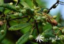 มะม่วงหัวแมงวัน ชื่อวิทยาศาสตร์ Buchanania cochinchinensis (Lour.) M.R.Almeida.