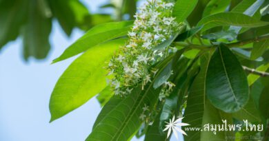 ต้นทุ้งฟ้า ชื่อวิทยาศาสตร์ Alstonia macrophylla Wall. ex G.Don.