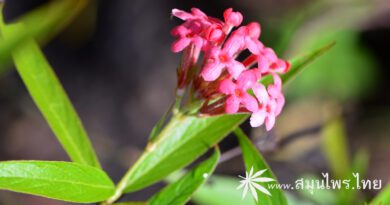 ต้นชมพูนงนุช (ดอกเข็มชมพูนุช) ชื่อวิทยาศาสตร์ Arachnothryx leucophylla (Kunth) Planch.