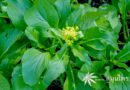 ต้นผักกวางตุ้ง ชื่อวิทยาศาสตร์ Brassica rapa L. (Brassica pekinensis var. laxa Tsen & S.H.Lee)