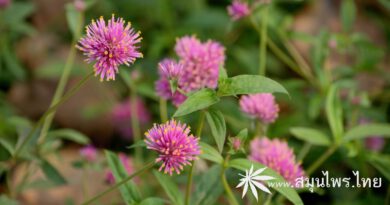 ต้นบานไม่รู้โรยไฟเออร์เวิร์ค ชื่อวิทยาศาสตร์ Gomphrena pulchella L. (Firework)