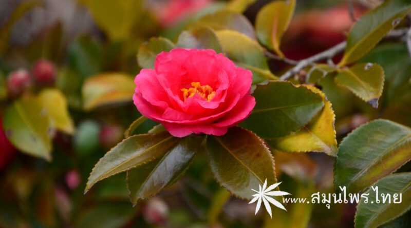 ต้นแต้ฮั้งฮวย (คาเมลเลีย, สึบากิ) ชื่อวิทยาศาสตร์ Camellia japonica Linn.