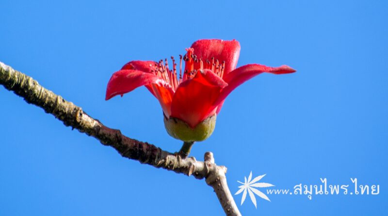 ต้นงิ้ว (ดอกแดง) ชื่อวิทยาศาสตร์ Bombax ceiba L.