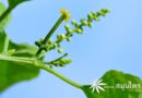 ต้นถั่วดาวอินคา ชื่อวิทยาศาสตร์ Plukenetia volubilis L.