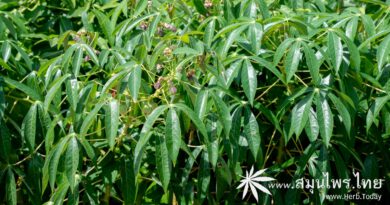 ต้นมันสำปะหลัง ชื่อวิทยาศาสตร์ Manihot esculenta Crantz.
